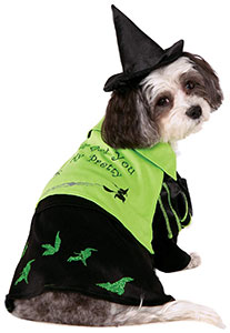 wicked witch costume dog